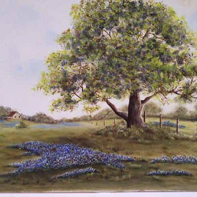 Live Oak And Bluebonnets In The Spring 1981