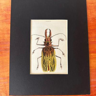Antique Engraving of a Beetle with Hand-Colored Watercolor (circa 1835)