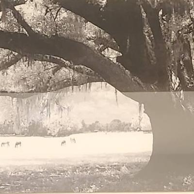 "SHADING ARMS" BLACK & WHITE PHOTOGRAPHY KENT WALKER