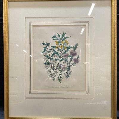 Framed Botanical Watercolor Lithograph
