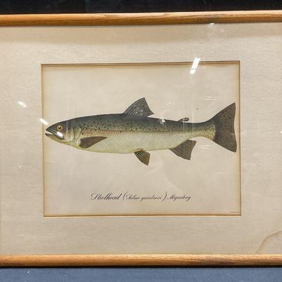 Framed Steelhead Salmon Taxonomy Lithograph
