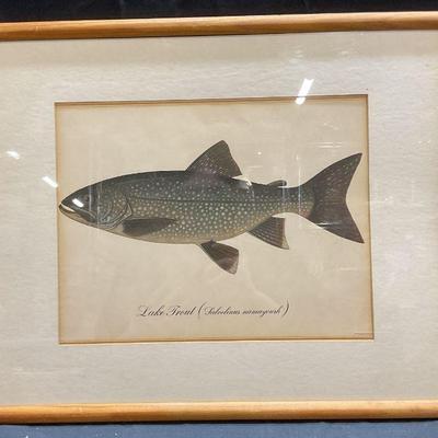 Framed Lake Trout Taxonomy Lithograph
