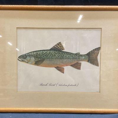 Framed Brook Trout Taxonomy Lithograph
