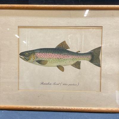 Framed Rainbow Trout Taxonomy Lithograph
