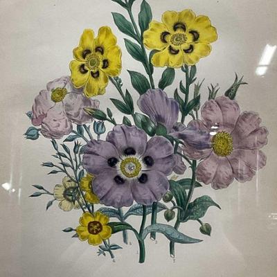 Framed Botanical Watercolor Lithograph
