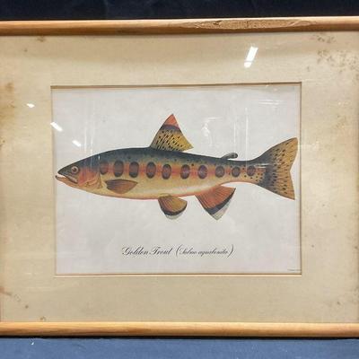 Framed Golden Trout Taxonomy Lithograph
