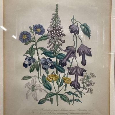 Framed Botanical Watercolor Lithograph
