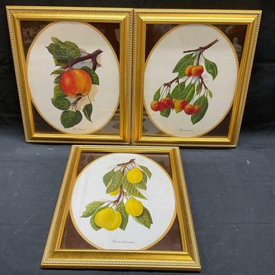 Lot 3 Framed Botanical Lithograph Prints
