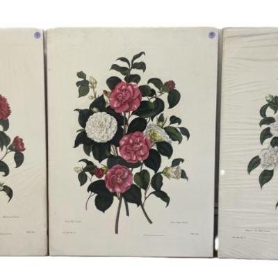 3 CAMELLIA COLOR LITHOS AFTER CLARA MARIE POPE