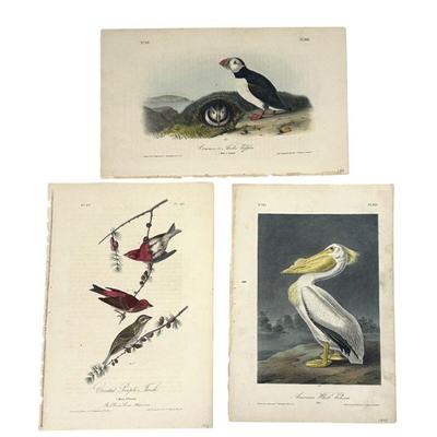 3 AUDUBON ROYAL OCTAVIO 1840-44 PELICAN - PUFFINS - FINCHES