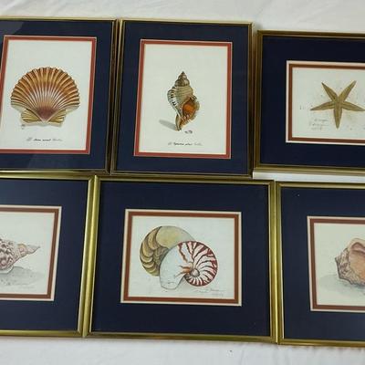 6 Signed Seashell Prints - Christie, D. Morgan