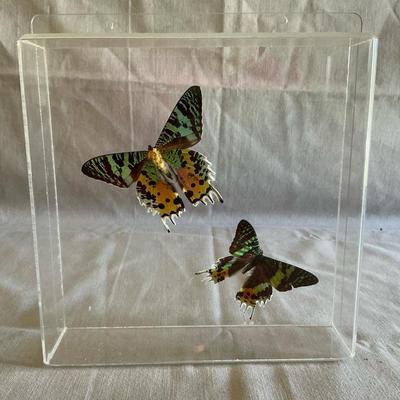 Madagascan Sunset Moth Shadow Box