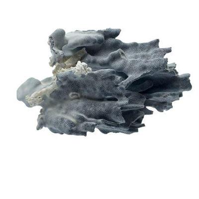 Lot 029   
Blue Ridge Coral Specimen