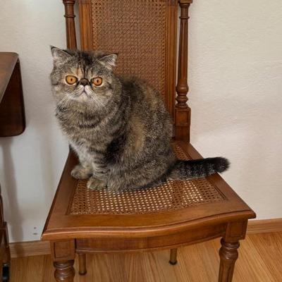 Chair is for sale, the cat isn't!