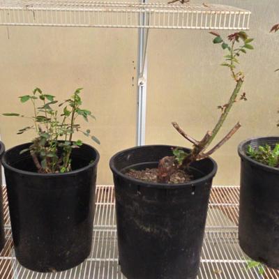 Potted Rose Bushes 