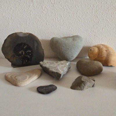 Fossil, Rocks, Shells