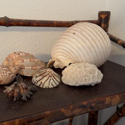 Seashell Collection 