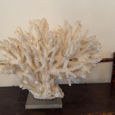 Mounted Branch Coral 