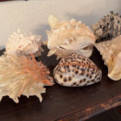Sea Shells Spiny Scallop