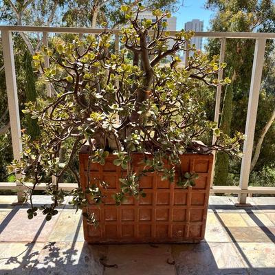 Jade Plant In 24x18x11 Terra Cotta Pot