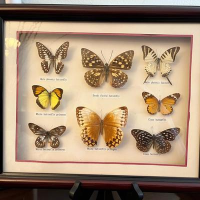 Butterfly Specimens, Signed Photo & Coral Pieces