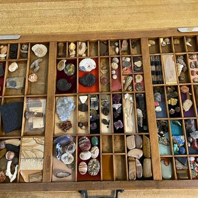Tray Of Rocks & Fossils