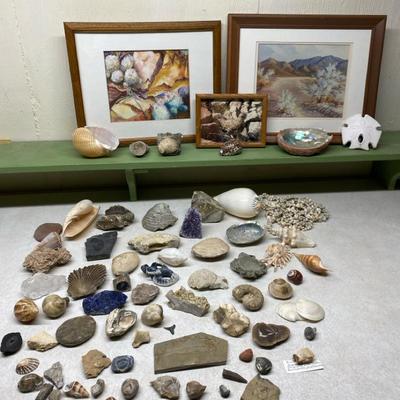 Shells, Shell Fossils & More