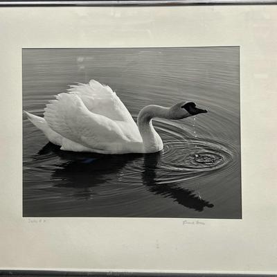 Chuck Bress Signed Black & White Photograph "Swan # 2'"  - Framed 20x16