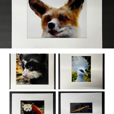 Chuck Bress Signed Original Color Photographs - Animals 16x20"