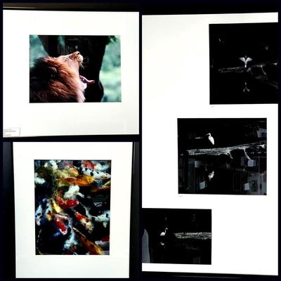 Chuck & Pat Bress Animal Photography: Lion, Koi, & Heron - Framed 16x20" to 20x24"