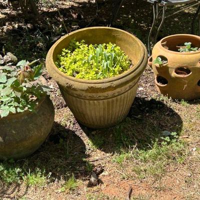 Outdoor Planters and Plants 