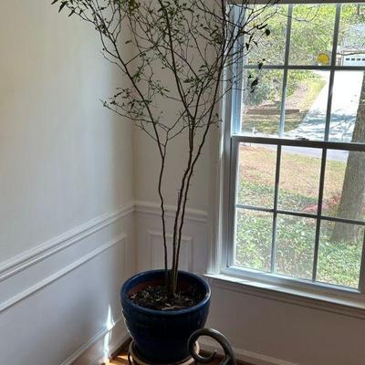 Indoor/Outdoor Planter and Plants 