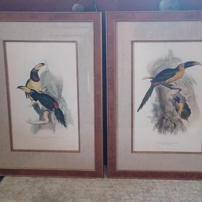 Vintage, Set Of 2 Colored Printed Lithographs, Depicting Toucan Birds 