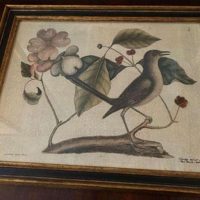 Vintage ‘The Mock-Bird” Engraving After Mark Catesby