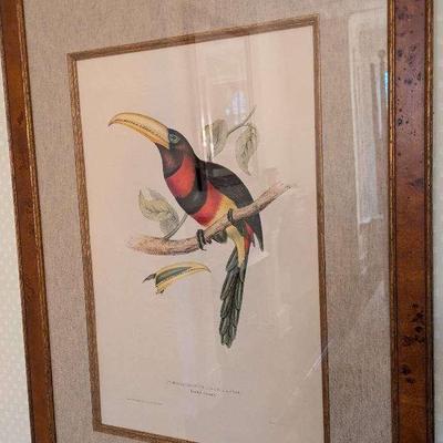 Toucan Print By John Gould