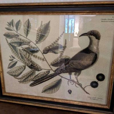 Mark Catesby's "The Cuckow Of Carolina"
