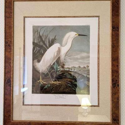 "Snowy Heron" Or "White Egret" By John James Audubon