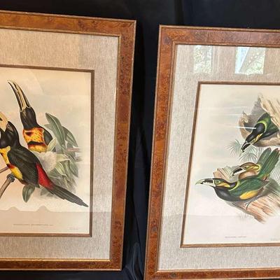 Artwork By John Gould Toucan Prints Pair