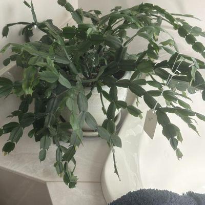Christmas cactus