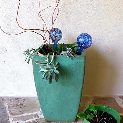 Ghost-Plant In Large Pottery Planter & Eruca Vesicaria In Floral Ceramic Pot
