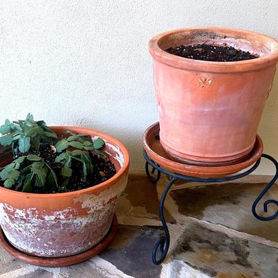 Schlumbergera truncata In Ceramic Pot & Unknown Plant In Ceramic Pot 