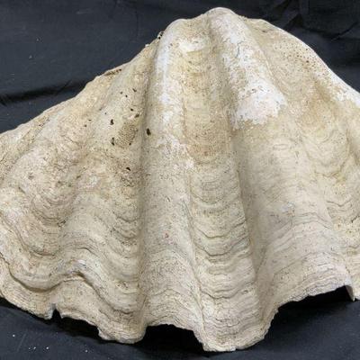 240: Giant Clam Mollusk Shell White
