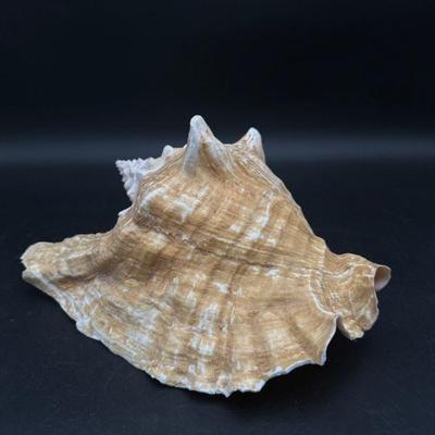 Large Conch Shell in Natural Tones