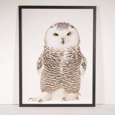 Framed Snowy Owl Print by Joel Sartore, National Geographic