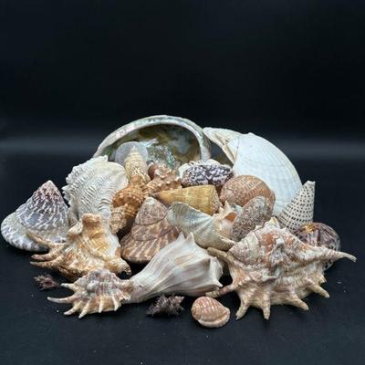 Collection of Assorted Seashells, Various Types