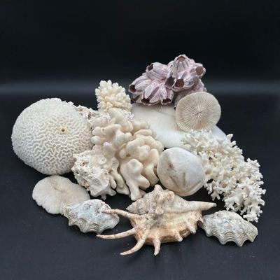Collection of Seashells, Coral, and Marine Specimens