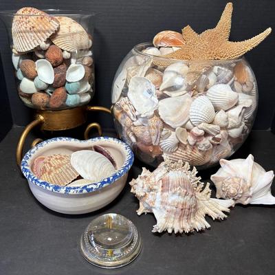 Large Collection of Seashells