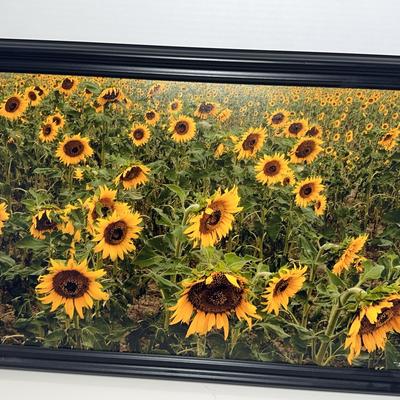 Dana Echols Facing The Sun Sunflowers Photo Print