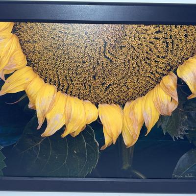 Half Sunflower Dana Echols Photo Art