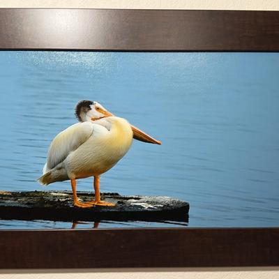Dana Echols Windsor Pelican Photography Art
